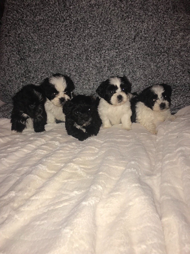 shichon puppies for sale gumtree